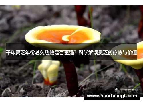 千年灵芝年份越久功效是否更强？科学解读灵芝的疗效与价值